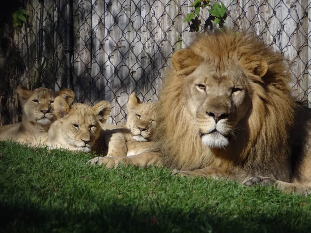 Dad joins lion brood at Philadelphia Zoo, new family now on exhibit