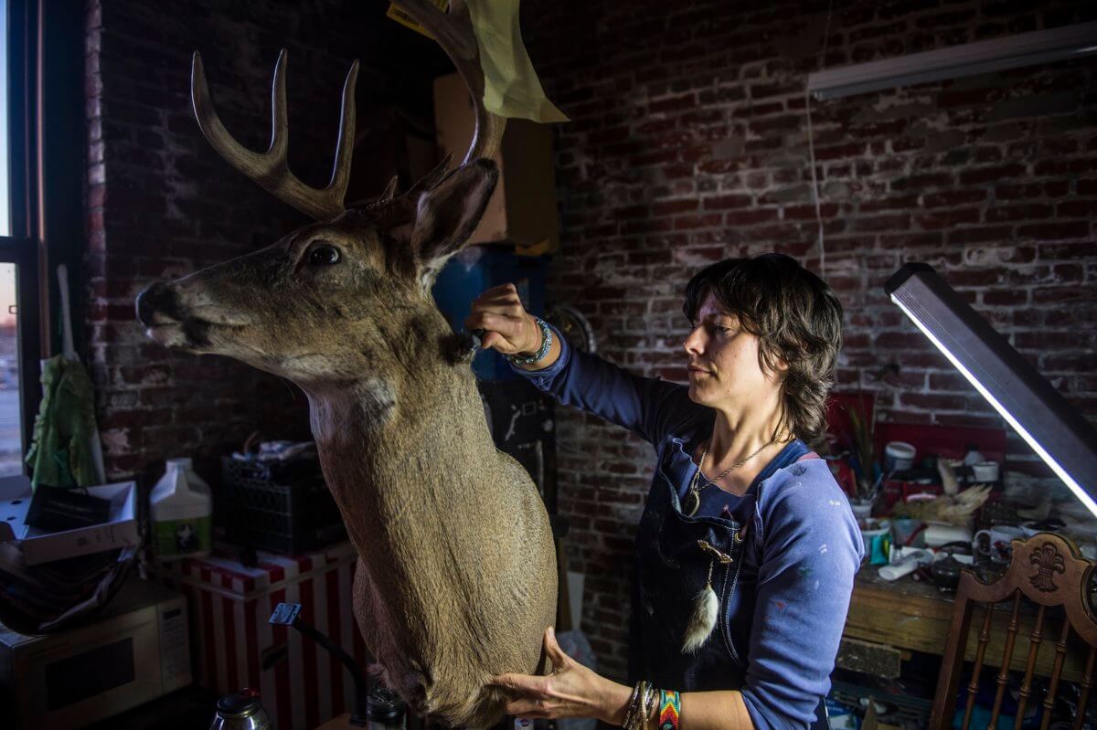 Animal artisans to face off at alt-taxidermy competition