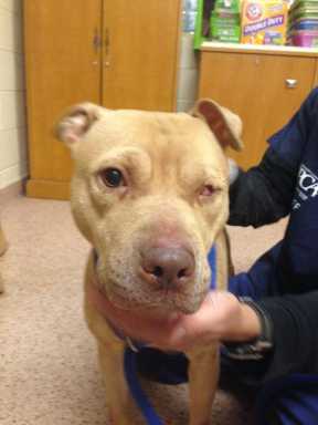 South Philly man held on dogfighting charges