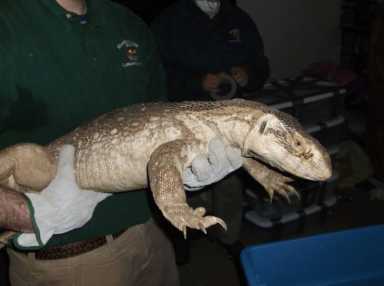 Del. cops discover collection of ‘dangerous reptiles’ during raid