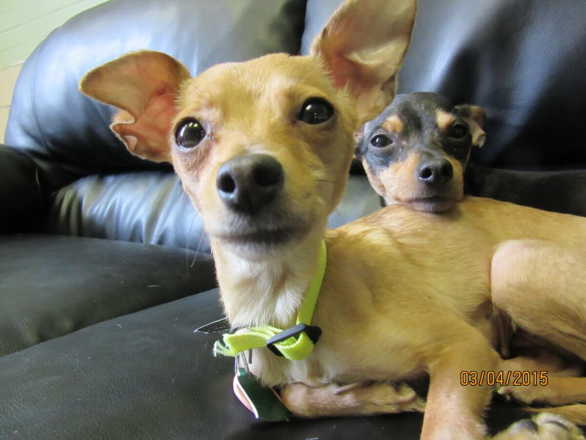 Nine Chihuahuas removed from Philly home