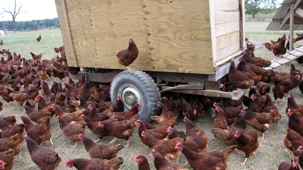 21,000 chickens die in Delaware fire