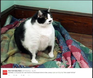 The horrific media fat shaming of poor Sprinkles the cat must stop!