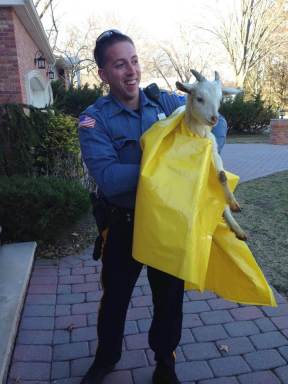 Goat on the lam lassoed by Paramus cops