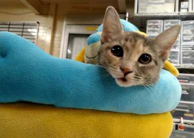 Cat fallen from Fairmount high-rise had vertigo, docs say