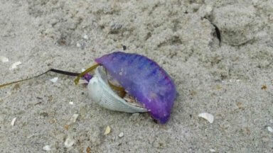 Rare, dangerous jellyfish washes up on Jersey Shore