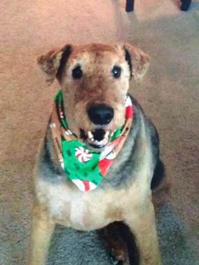 New Jersey dog groomer charged in Airedale’s death