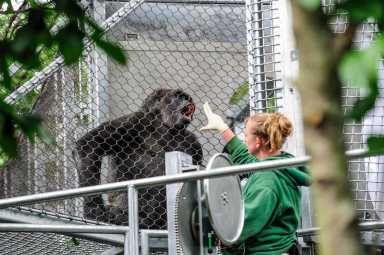 Gorillas in the mist: check out the Philadelphia zoo’s new trail system for