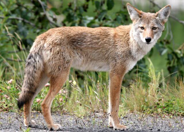 Woman rescued after climbing tree to escape coyotes in New Jersey