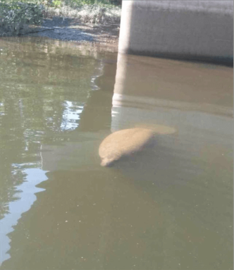 Whoohoo!!! Manatee in the Delaware River