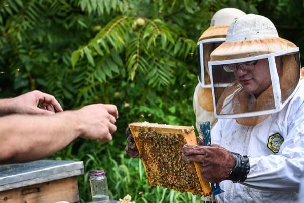 The life and labor of Philly’s honeybees and their beekeepers