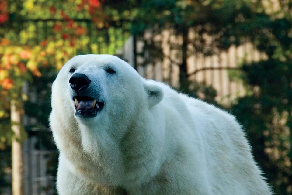 Philly Zoo polar bear ‘Klondike’ has died