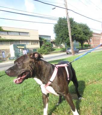 South Philly teen convicted of shooting dog with air rifle