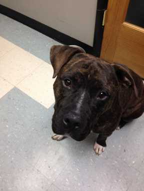 Two men charged for separate dog cruelty cases