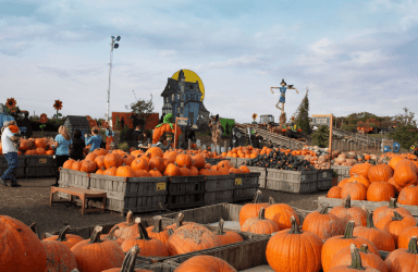 Instagram-worthy pumpkin patches