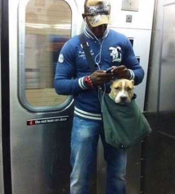 Amtrak to allow dogs and cats on Northeast trains