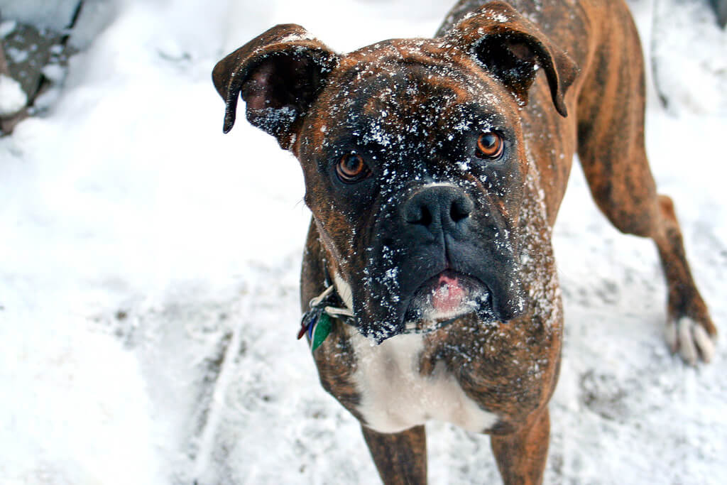 Pa. county passes ordinance to protect dogs from extreme temperatures
