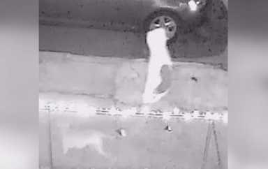 Cops searching for dog walking suspect in pre-Christmas tire slashing spree