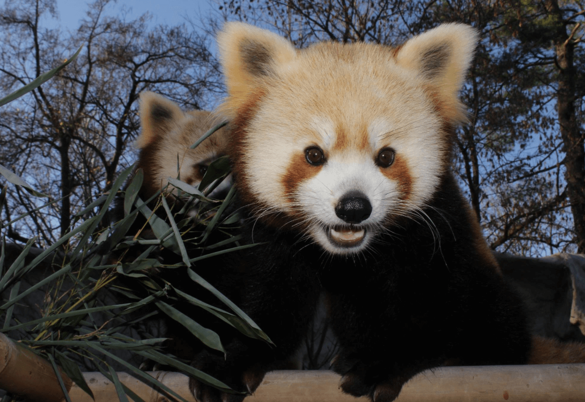 Elmwood Park Zoo probes death of young red panda named Clinger