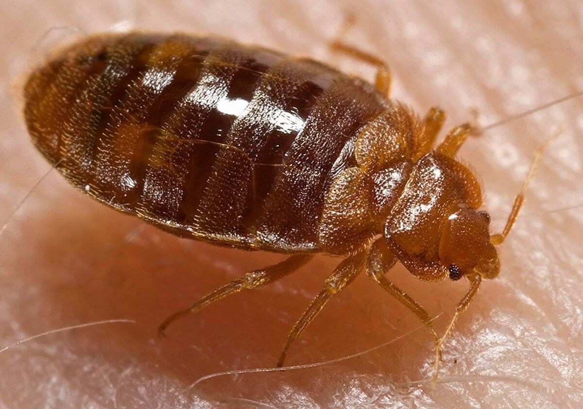 Philly is no. 2 city for bedbugs