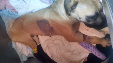 Man stabbed and hit dog with hammer: PSPCA