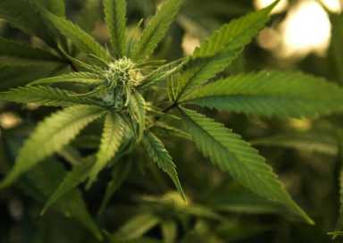 Sorry, but no weed at the Philadelphia Flower Show