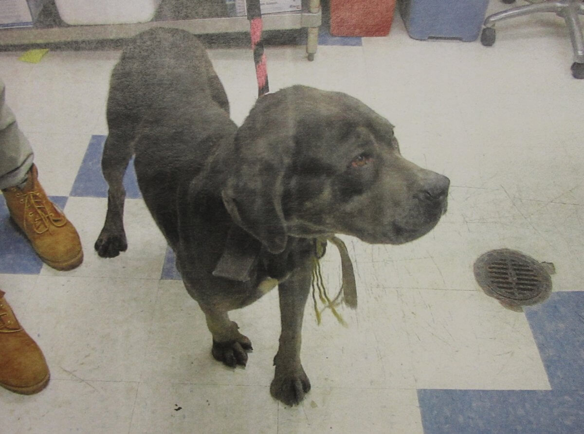 West Philly man convicted for abandoning Cane Corsos