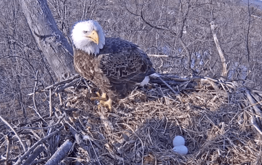 Bald eagle mama guards eggs at Pa. state park