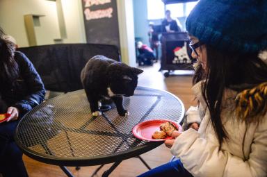 Philly’s first-ever cat cafe has a ‘purr-fect’ opening day