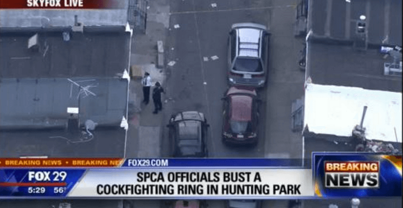 Philly cockfighting ring discovered