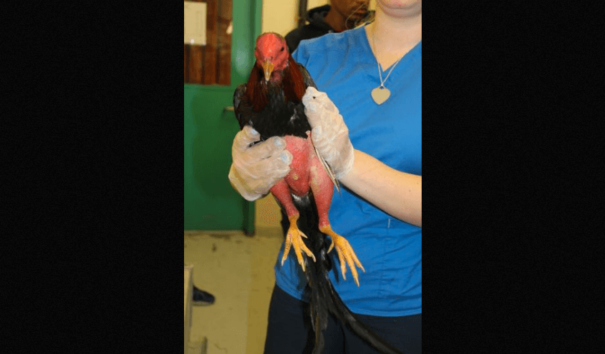Kensington man busted for suspected cockfighting