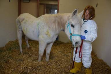 Horse hit with 125 paintballs, abandoned: SPCA