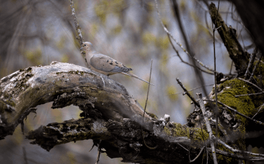 Jon Heinz Wildlife Refuge gets $1M annual gift