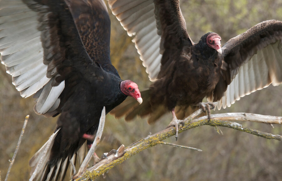 Turkey buzzards invade West Philly neighborhood, squatting in vacant rowhouse