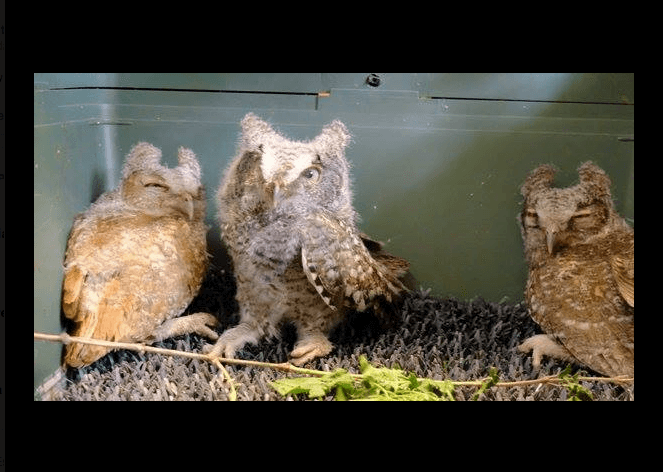 The meteorologist and the owlet: compassion in action