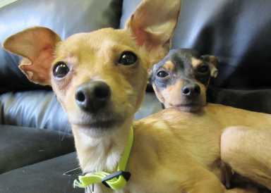 PSPCA to celebrate 150 years helping animals