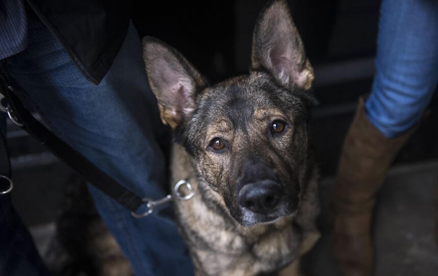Philly K-9s get new body armor