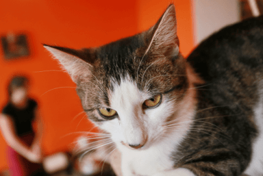 Animal rights orgs offer $2,000 reward to find person who shot cat with arrow