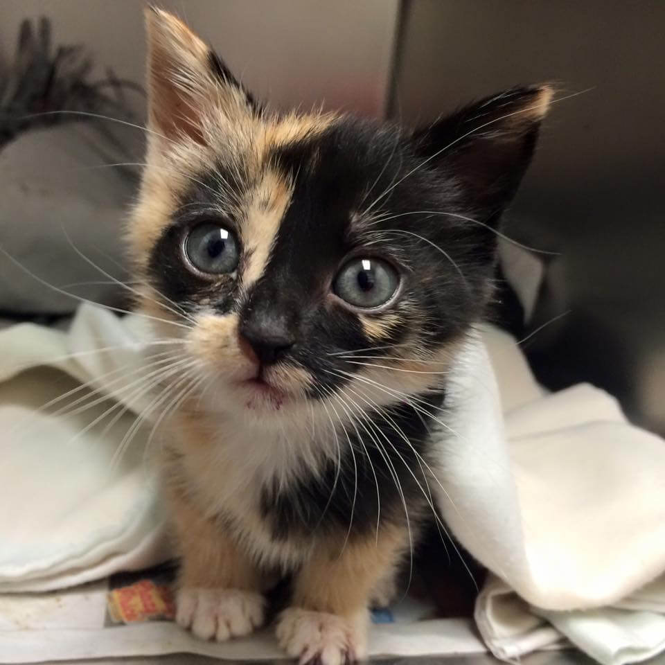 Upper Darby garbage man discovers cat in trash