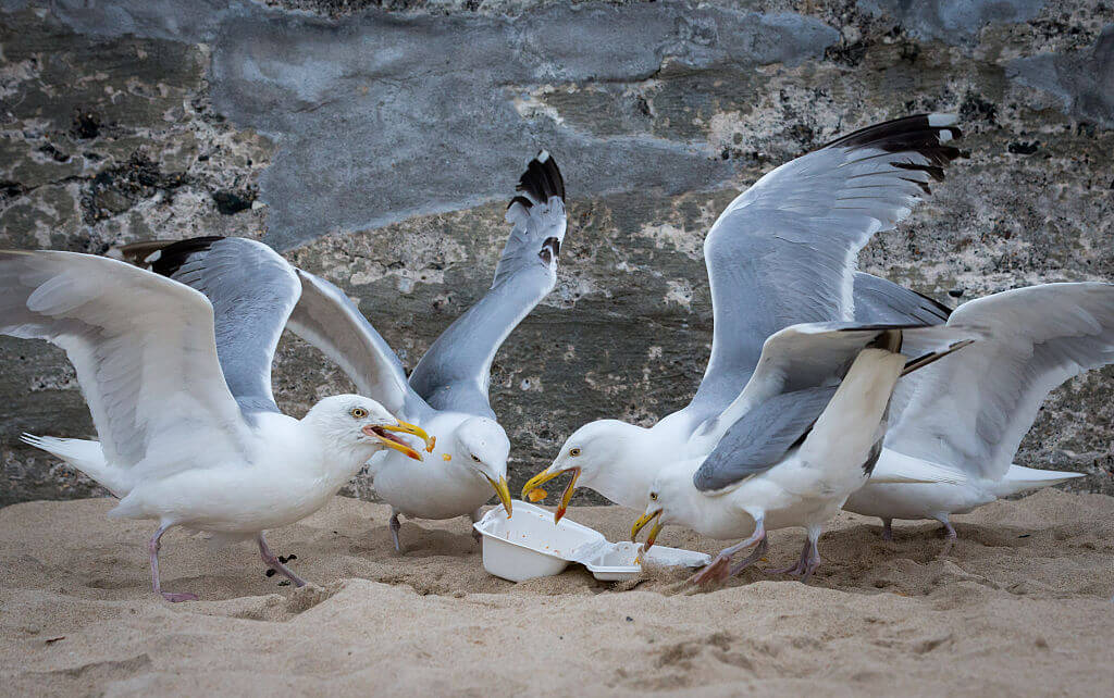 Feeding seagulls? You could go to jail