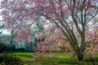 Check out ‘Twilight in the Arboretum’ this July