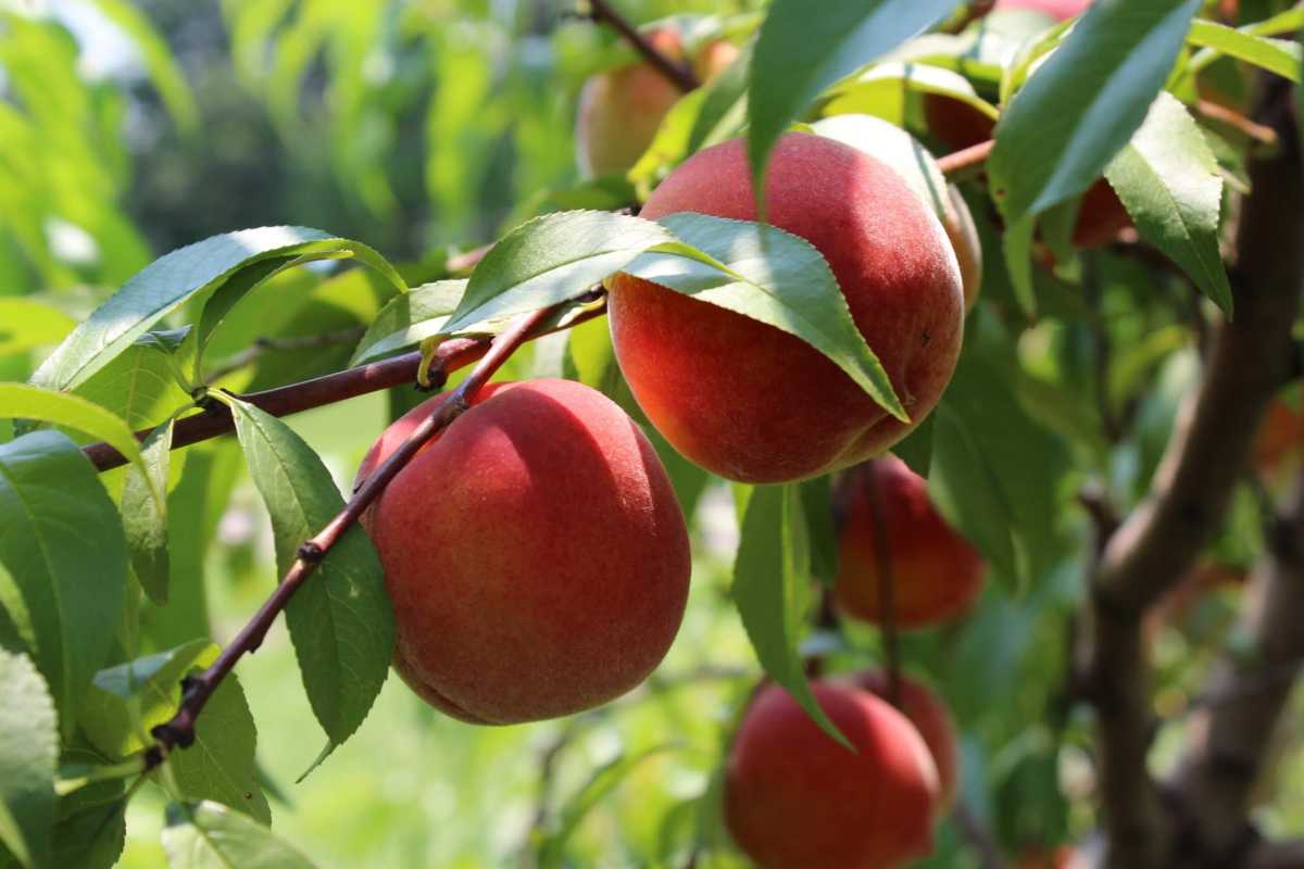 Celebrate August in Philly with the Peach Festival