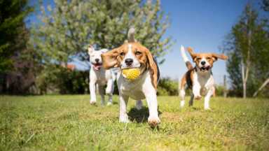 Celebrate National Dog Day at the PSPCA today
