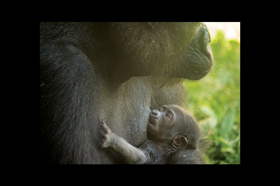See the newest baby gorilla at the Philadelphia Zoo