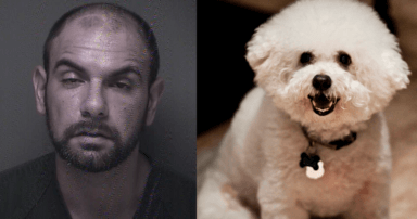 Police: New Jersey man beat dog to death, claimed it fell