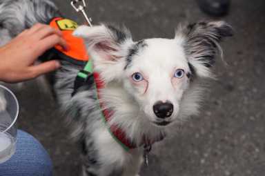 PHOTOS: Midtown Village Fall Festival 2016