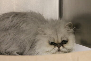PSPCA removes 19 cats from unlicensed South Philly Persian cat ‘breeder’