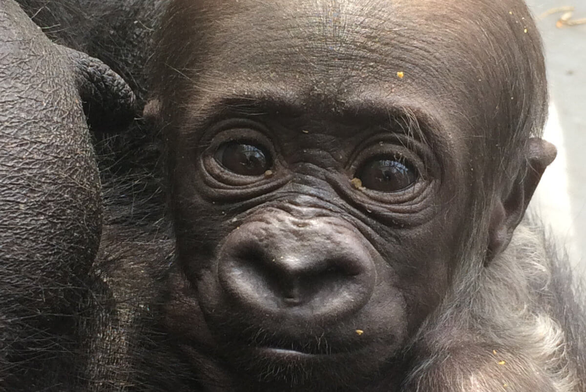 Philly Zoo announces name of baby gorilla after contest