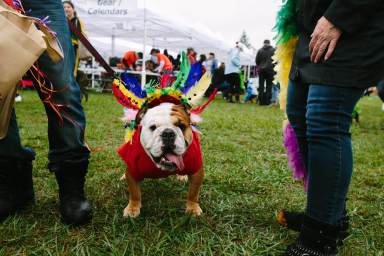 10th annual PAWS Mutt Strut is taking over the Navy Yard this weekend