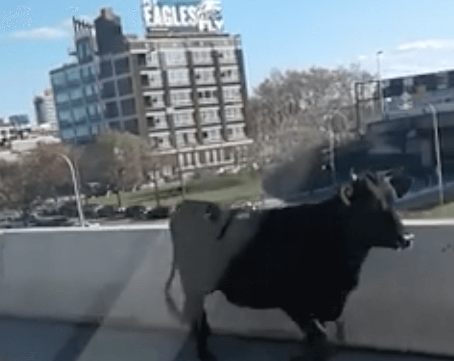 Bull escapes Philly slaughterhouse, runs down highway before being shot